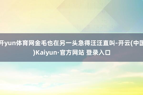 开yun体育网金毛也在另一头急得汪汪直叫-开云(中国)Kaiyun·官方网站 登录入口