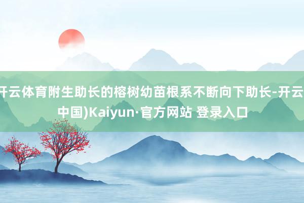 开云体育附生助长的榕树幼苗根系不断向下助长-开云(中国)Kaiyun·官方网站 登录入口